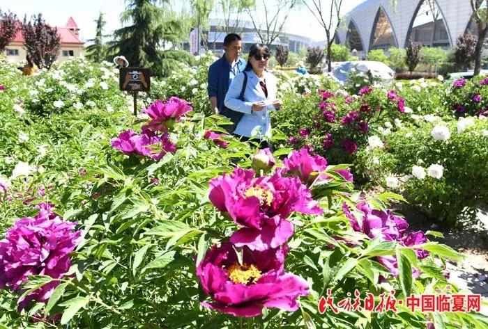 奋进之歌响彻美丽临夏