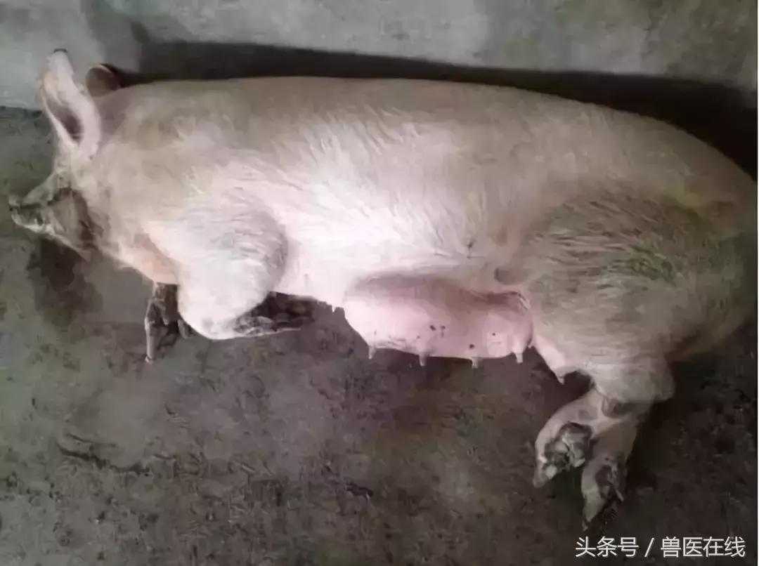 母猪奶水培养方法和技术,养殖母猪下奶最快的方法