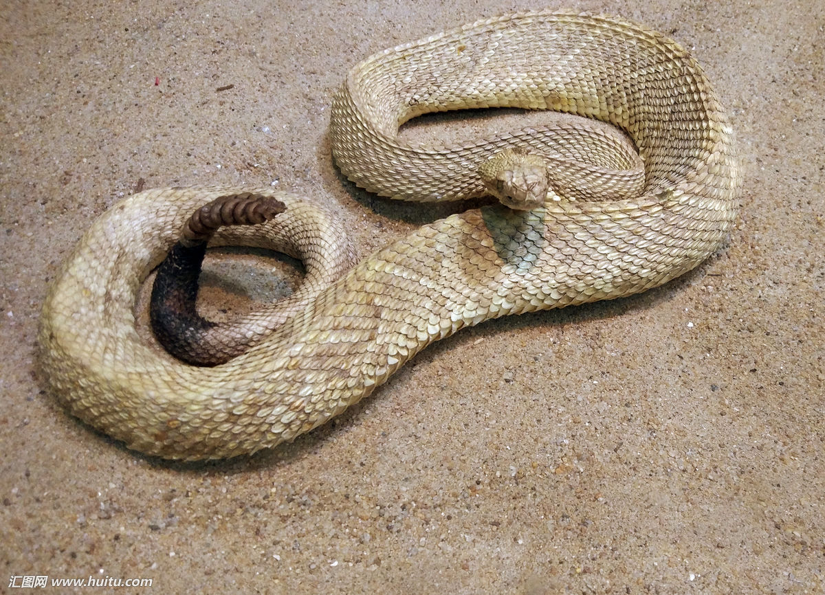 动物们看见的世界是什么样子的,动物们看世界