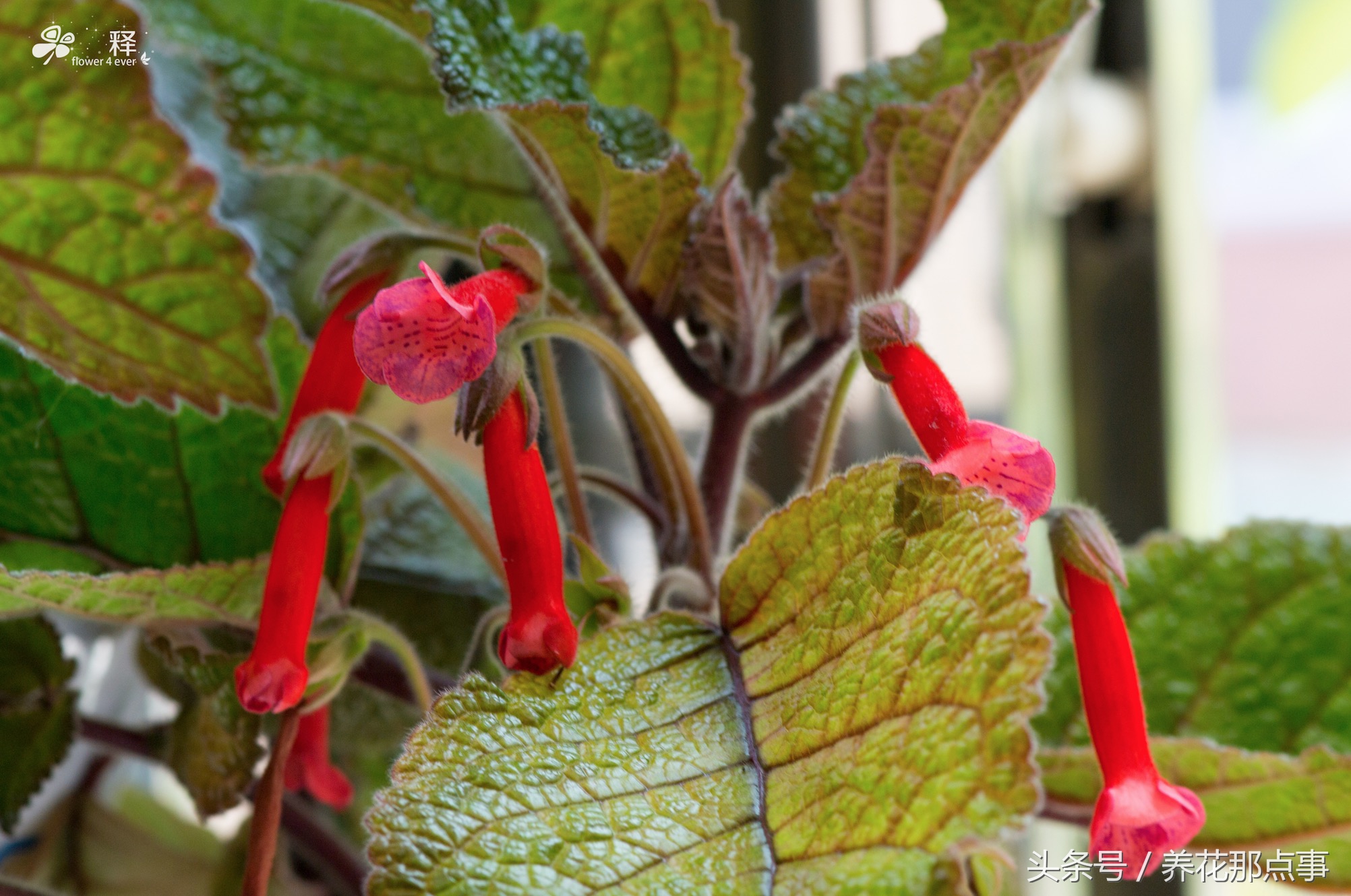 在鱼缸旁边种上这些花,不但花长得好而且还能给鱼缸增添色彩感