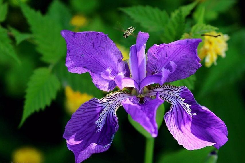 每朵花原唱完整版,每朵花完整版