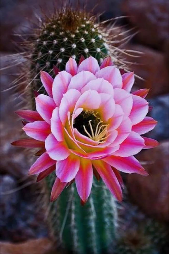 「词风雅韵」李瑾｜点绛唇十九韵十九花