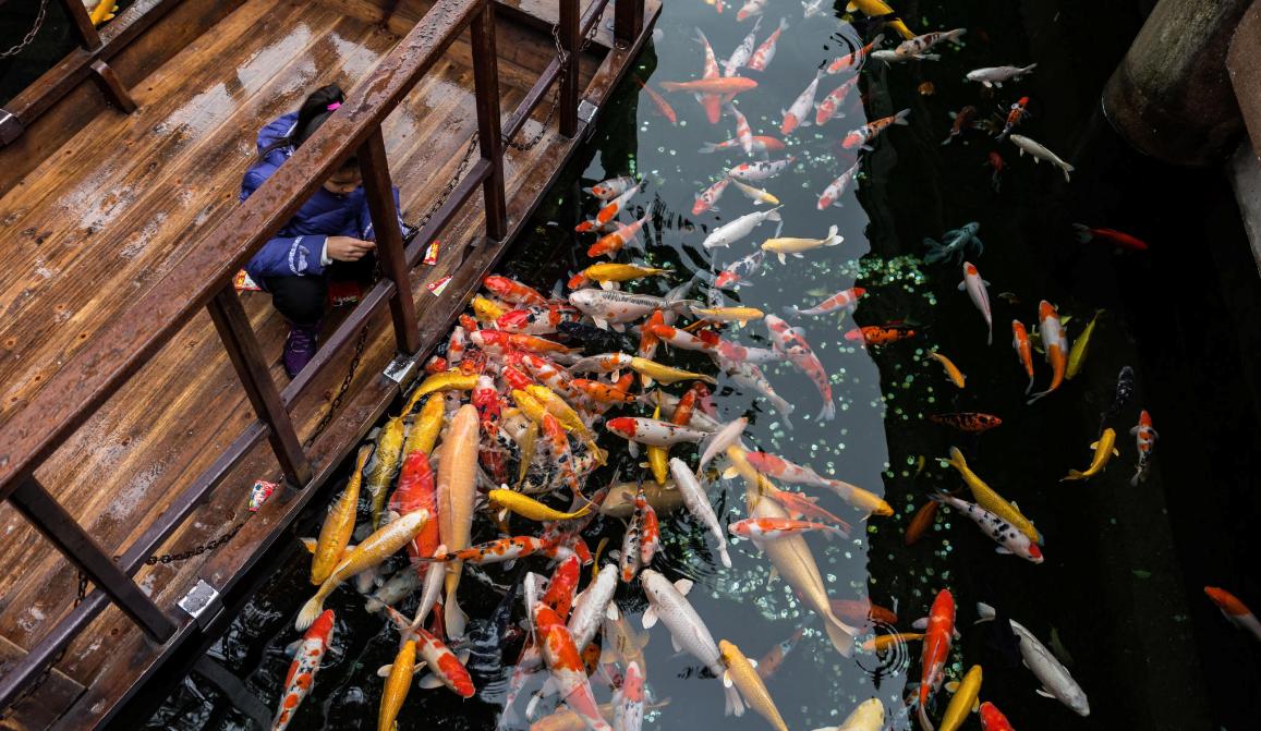 锦鲤风水鱼养几条,风水锦鲤饲养方法及注意事项