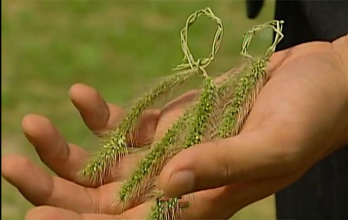 你还记得童年的狗尾草吗,狗尾草小时候