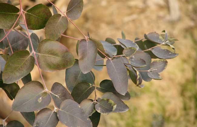 浜虹被涓栫晫鐨勭湡姝ｇ濂囧疂璐濆浘,涓栫晫涓婄湡鐨勪細鏈夌濂囧疂璐濆悧