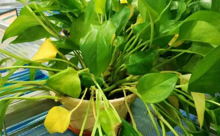 绿萝盆栽烂根了怎么办,君子兰绿萝叶子边发黄怎么办