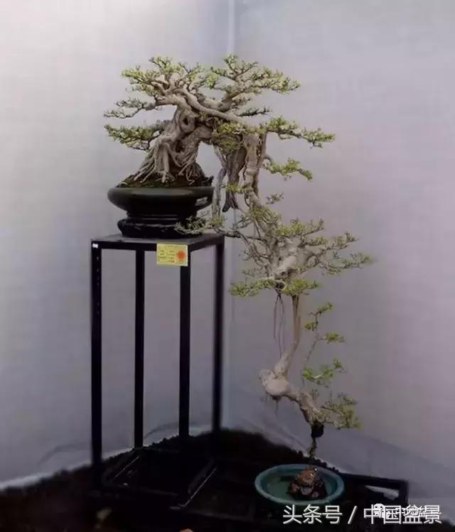 值得收藏的盆景养护常用技法