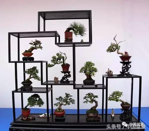 值得收藏的盆景养护常用技法