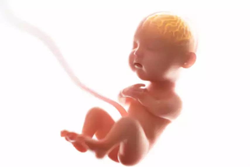 dha对婴儿有什么好处这5点要了解,dha怎么选比较好给宝宝吃