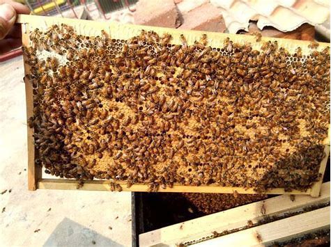 如何调整蜂群在蜜源期多采蜜,年轻的蜂王工蜂采集能力强吗