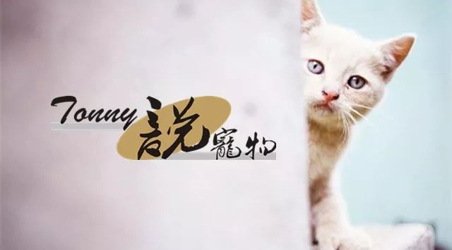 可以成为宠物美容师吗,当宠物美容师的原因