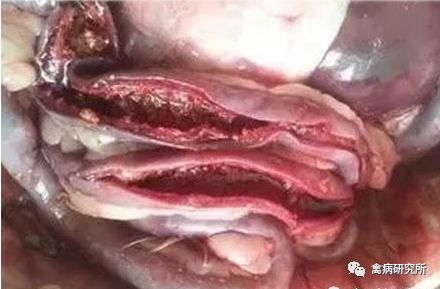 鹅副粘病毒病怎么防治,鹅预防病毒用什么药