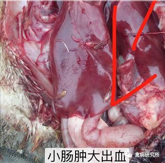 小鹅瘟疫为什么这么严重,小鹅苗近期生病是什么原因