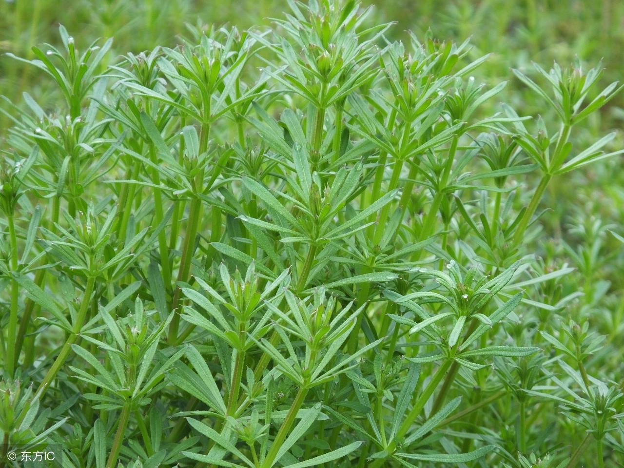 八仙草可以治什么病,八仙草真能治癌症吗