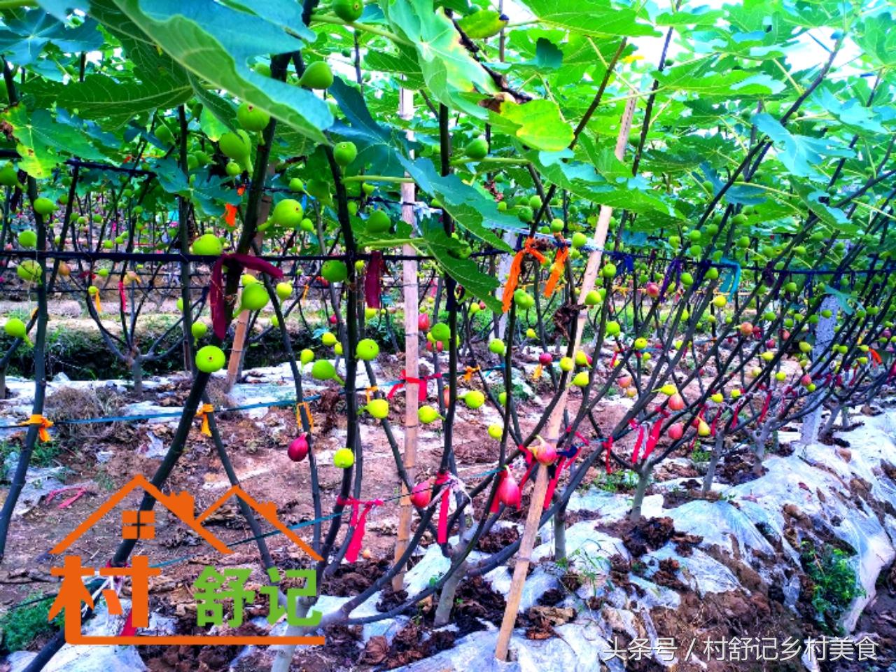 湖南无花果什么品种最好吃,溆浦县低庄无花果