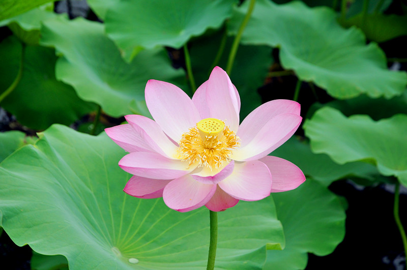 滕州微山湖红荷湿地开幕式直播,枣庄滕州微山湖湿地红荷节