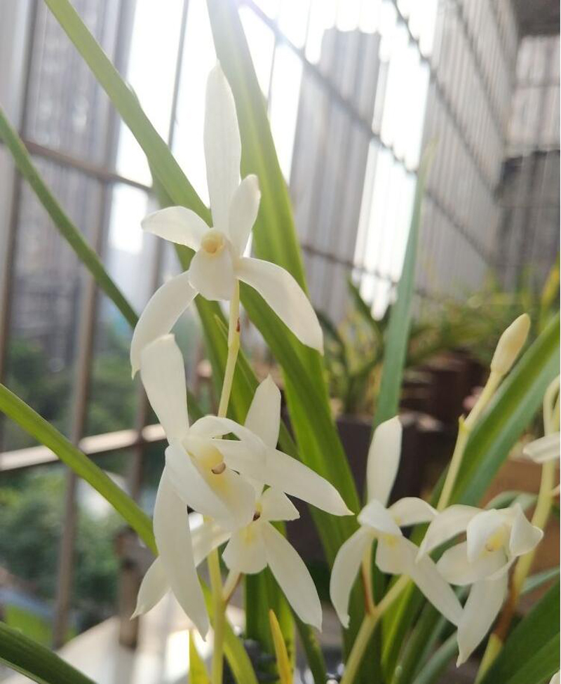 滇红素兰花养护技巧,大凤素兰花养护技巧