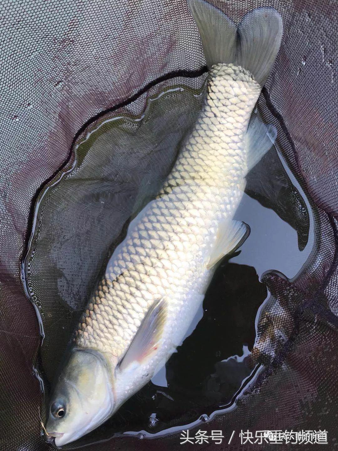 河蟹闹窝怎么钓鱼最好,河蟹闹窝怎么办