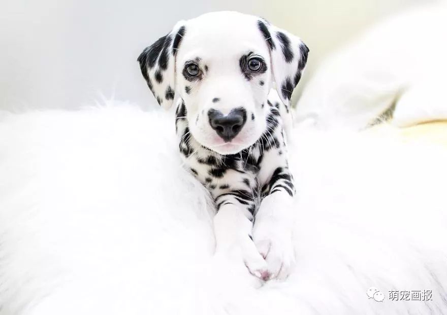 爱心形状的斑点狗,斑点狗聪明可爱