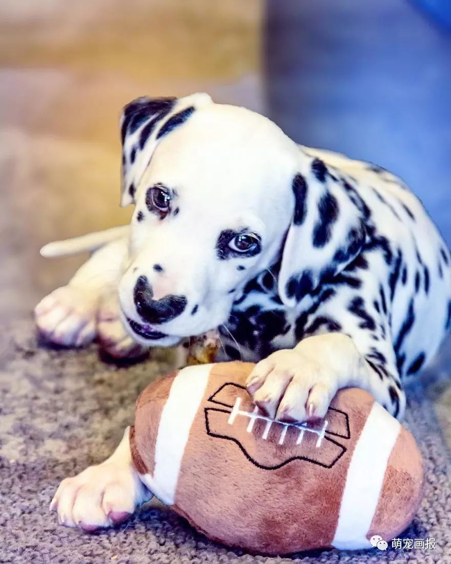 爱心形状的斑点狗,斑点狗聪明可爱
