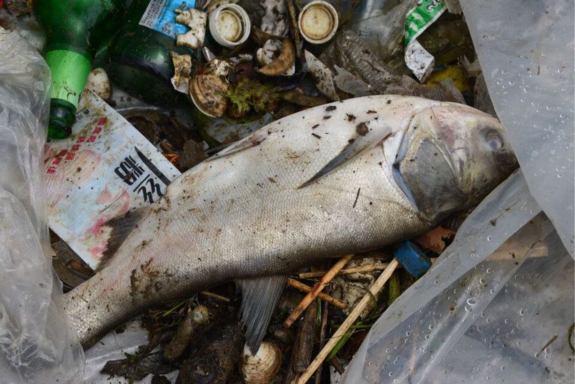 垃圾的烦恼,垃圾带来的烦恼