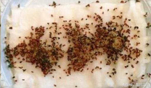 怎样种植芹菜和香菜,怎么种香菜韭菜视频