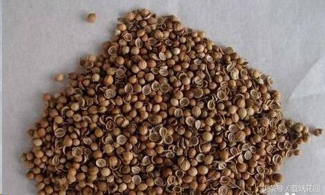 怎样种植芹菜和香菜,怎么种香菜韭菜视频