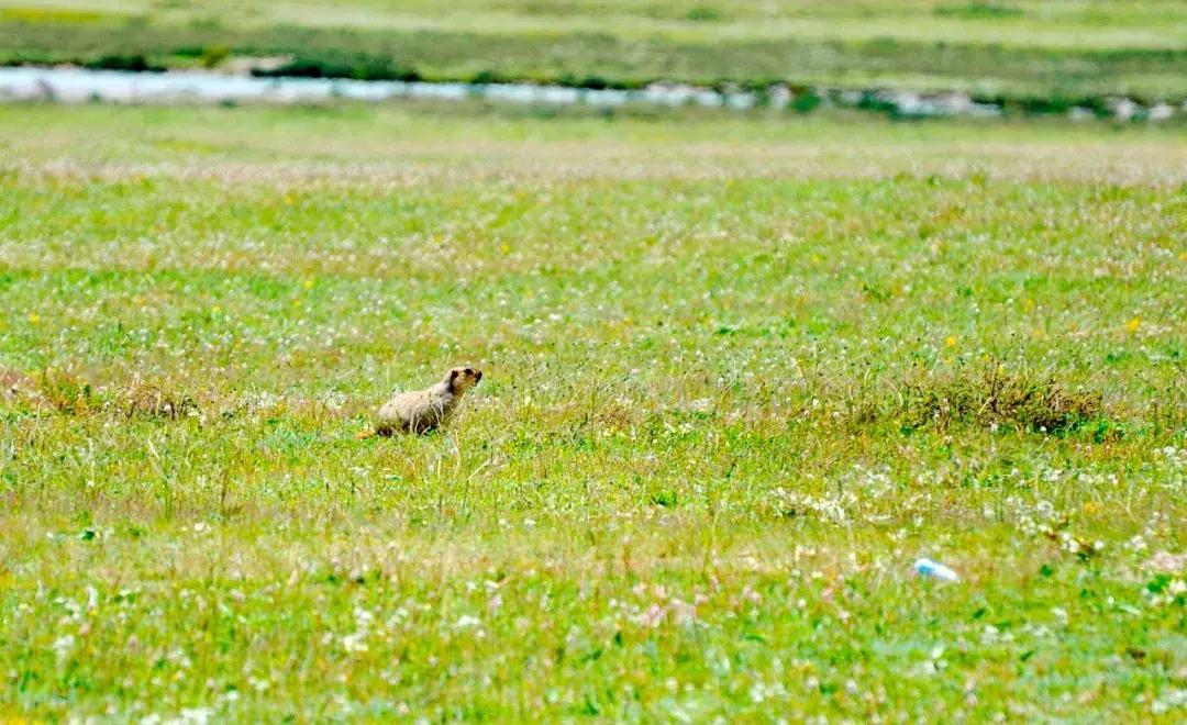 秒杀若尔盖！川西有个官方认定的最美草原，景美人少不收门票！