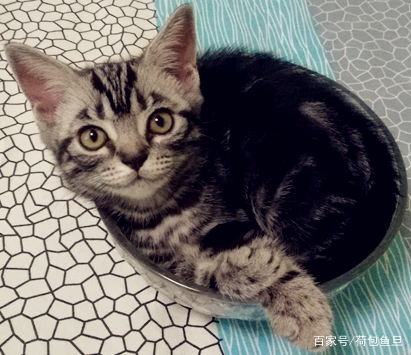 养一只猫家里好臭怎么办,养一岁猫该怎么清理粪便