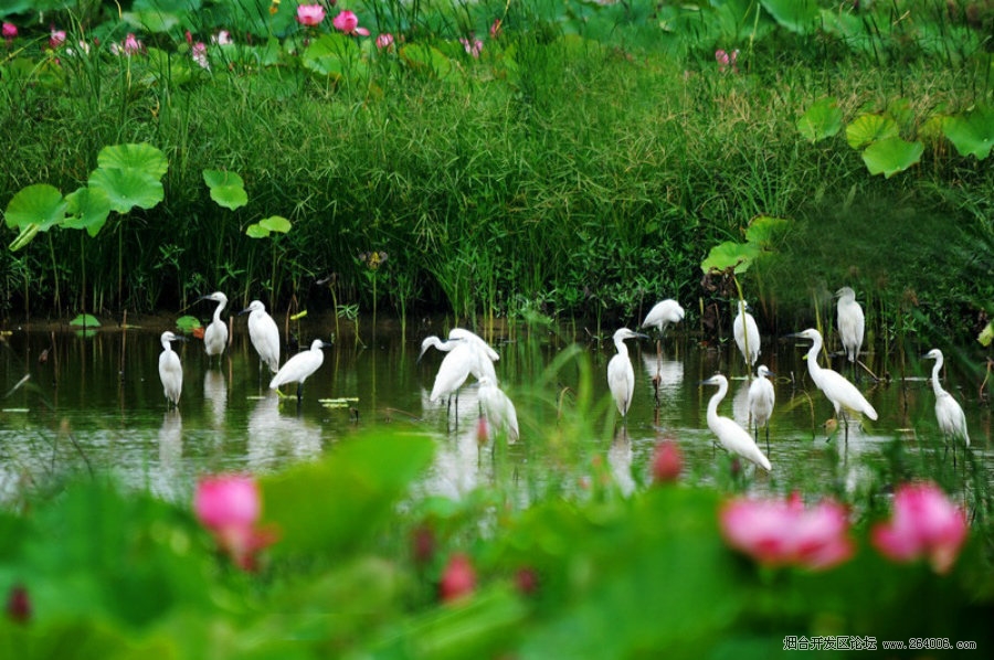七夕赏荷去！微山湖红荷节将于8月16号开幕