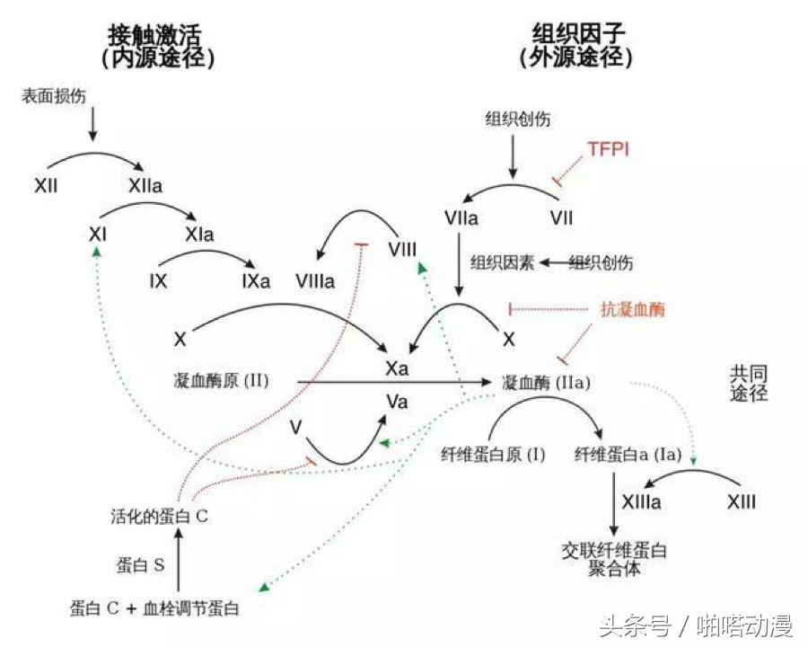 人体细胞每天都在忙啥,人体大约有60亿个细胞