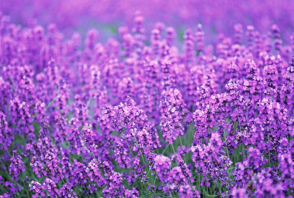 等待爱情的薰衣草：不养一盆怎么对得起你的童年回忆