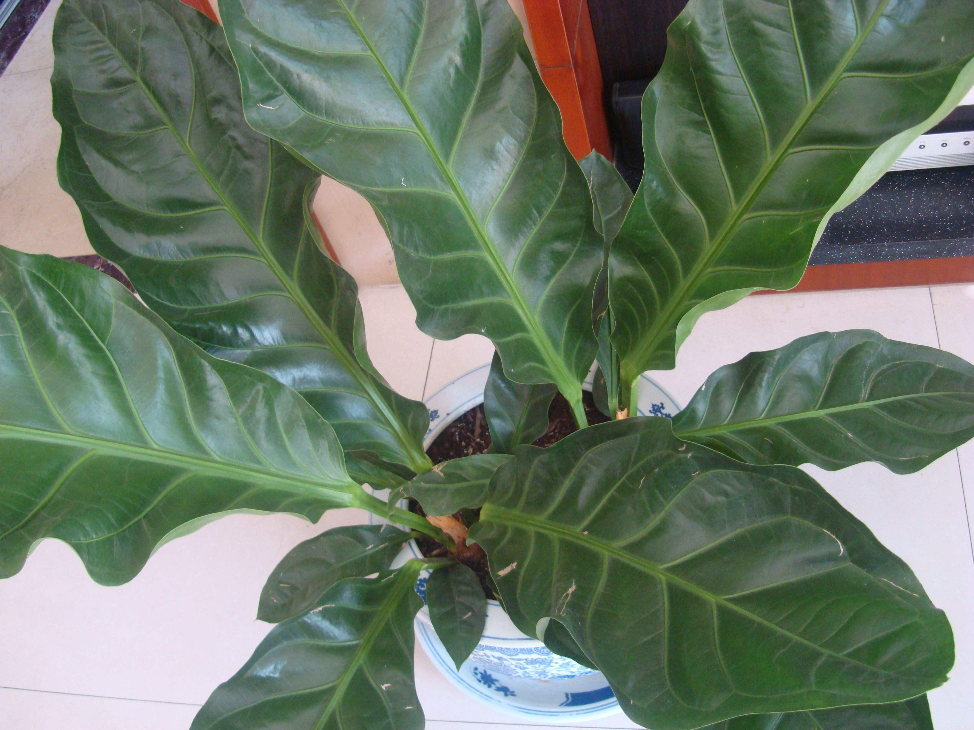 花卉绿植盆栽新疆包邮净化空气,盆栽绿萝绿植花卉吸甲醛净化空气