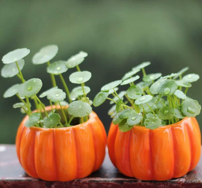 冬季花卉保湿,冬季室内保湿花卉