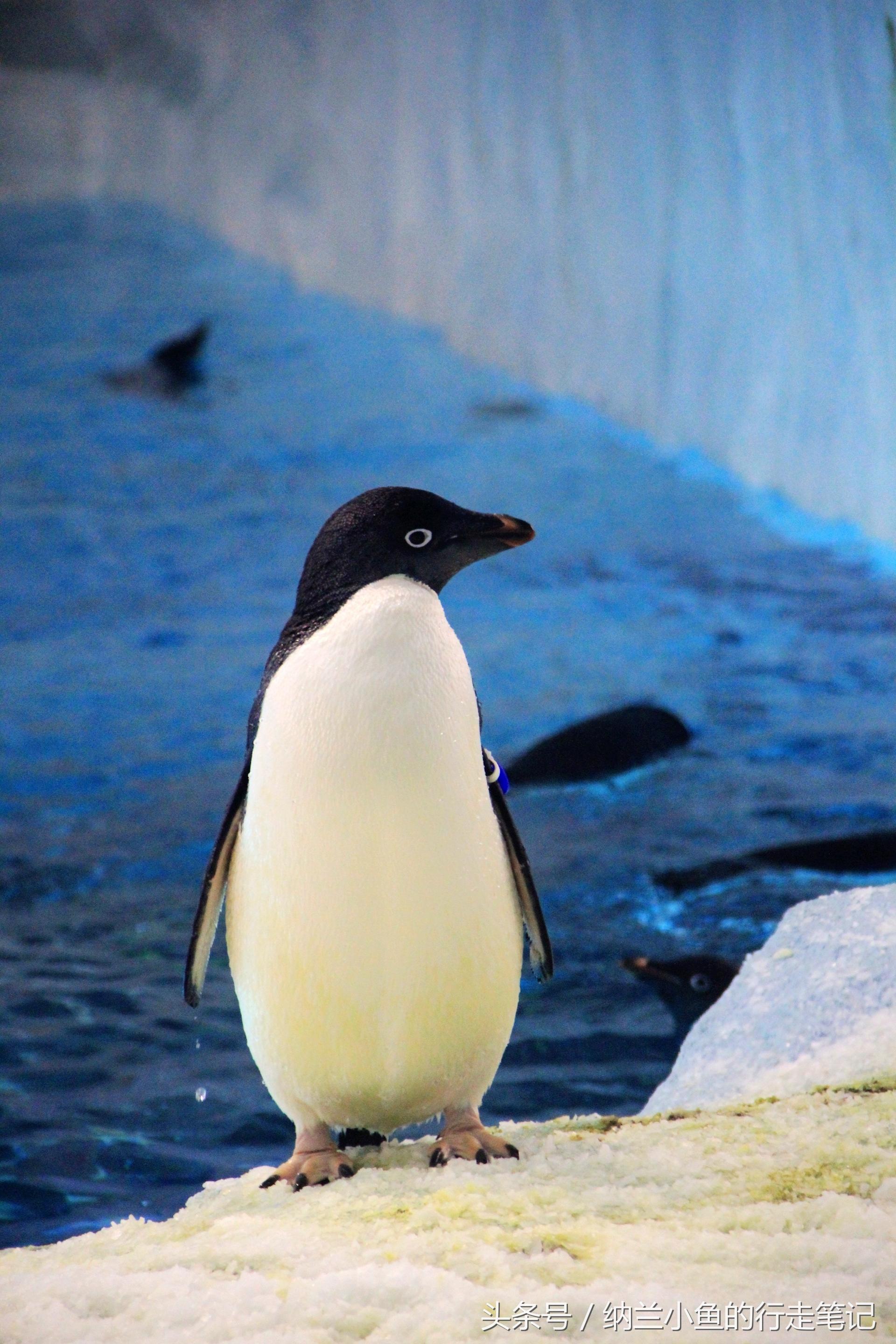 珠海长隆海洋王国带你体验,体验珠海长隆海洋王国