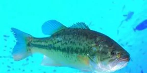 全世界最有营养的100种食物,最有营养食物100种