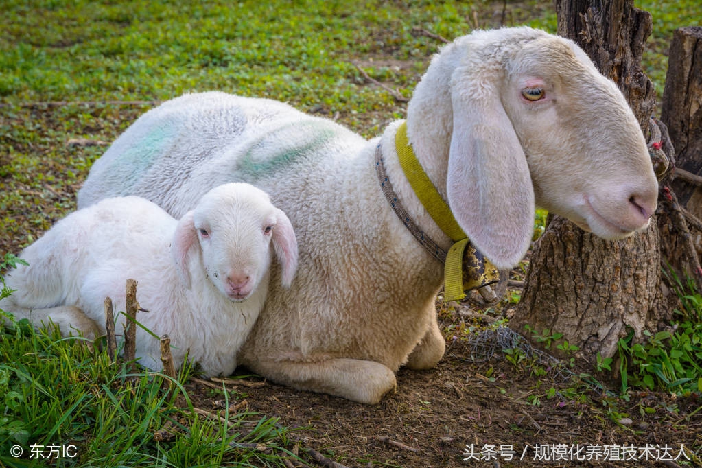 羊难产打了2针催胎针多久见效,羊生头胎小羊难产什么症状