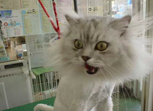 笑笑笑死我了,笑笑笑死人