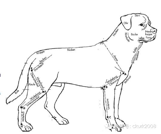 罗威纳FCI性格标准,纯种罗威纳犬的智商排名