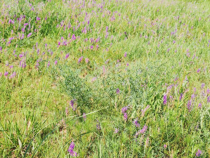 分享I鄂尔多斯少年那达慕，意义非凡的一场研学之旅