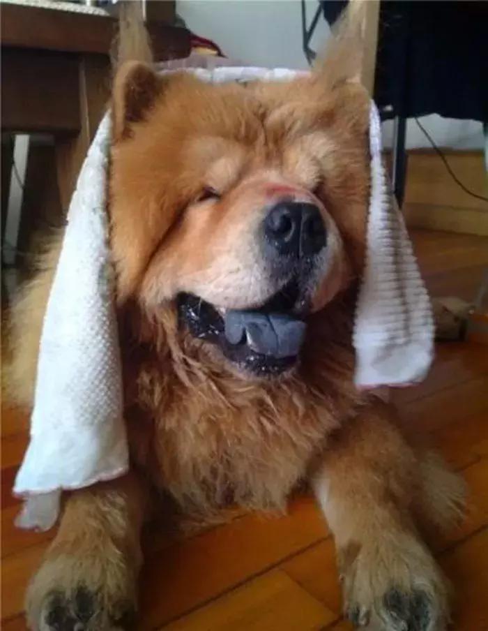 狗狗中暑主人伤心,狗狗中暑急救处理方法