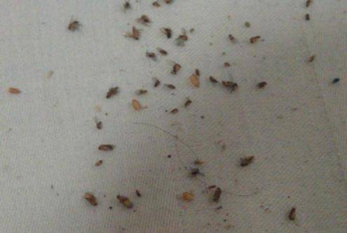 小飞虫飞进垃圾桶里怎么去除,为什么夏天垃圾桶会有小飞虫