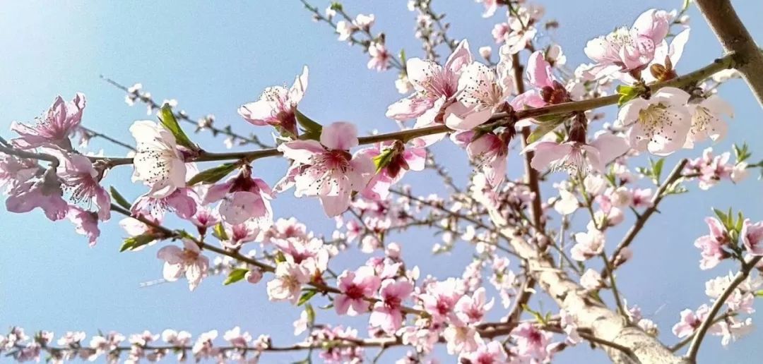 黄桃品种大全黄金黄桃,斑点脆油桃