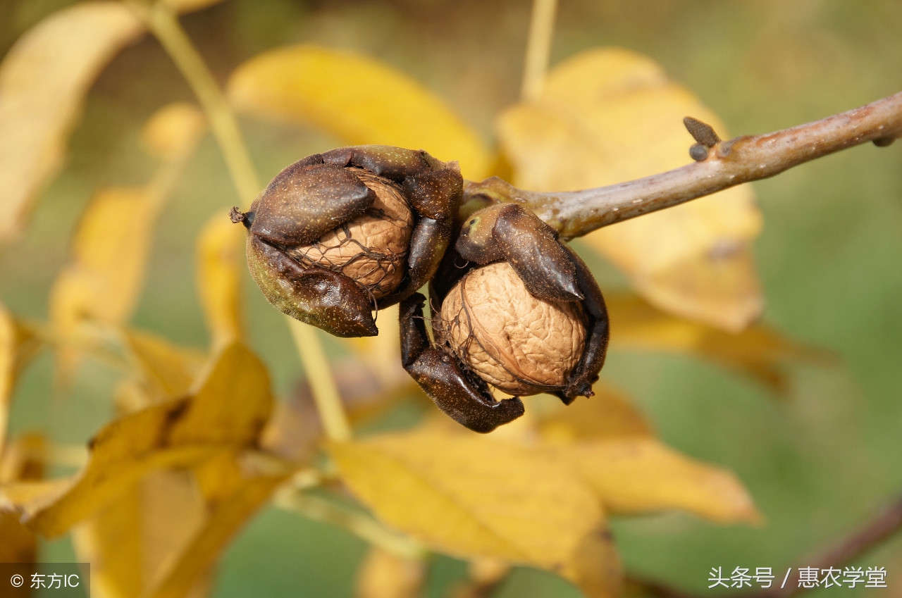 核桃病虫害防治妙招,核桃病虫害防治最佳时间