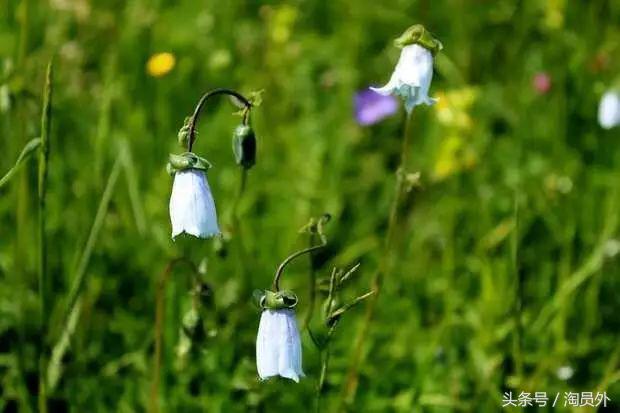 与我们此生的甜蜜如初:库什台野*党**参花蜂蜜
