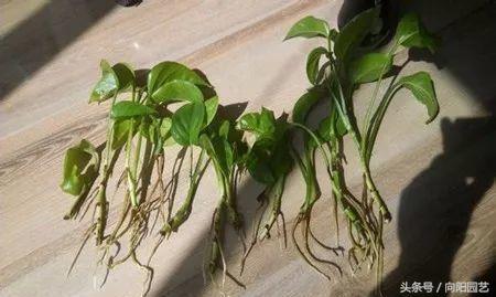 为什么绿萝水培不烂根土培烂根呢,绿萝烂根怎么补救最好技巧