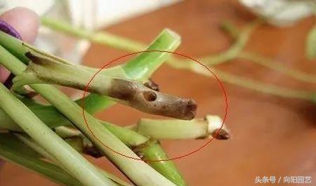 为什么绿萝水培不烂根土培烂根呢,绿萝烂根怎么补救最好技巧