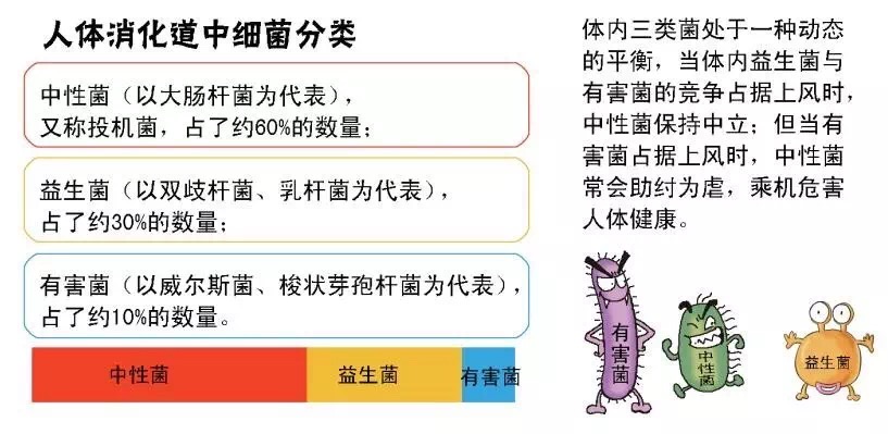 益生菌与微生物的关系,益生菌与其他营养元素的关系