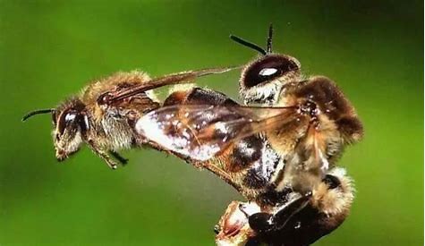 蜂王产卵全过程视频,蜂王与雄蜂繁衍