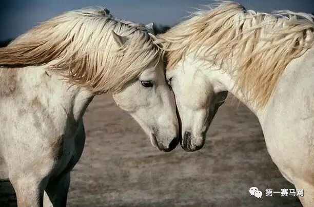 七夕到了单身狗报告,七夕快到了依然是单身狗